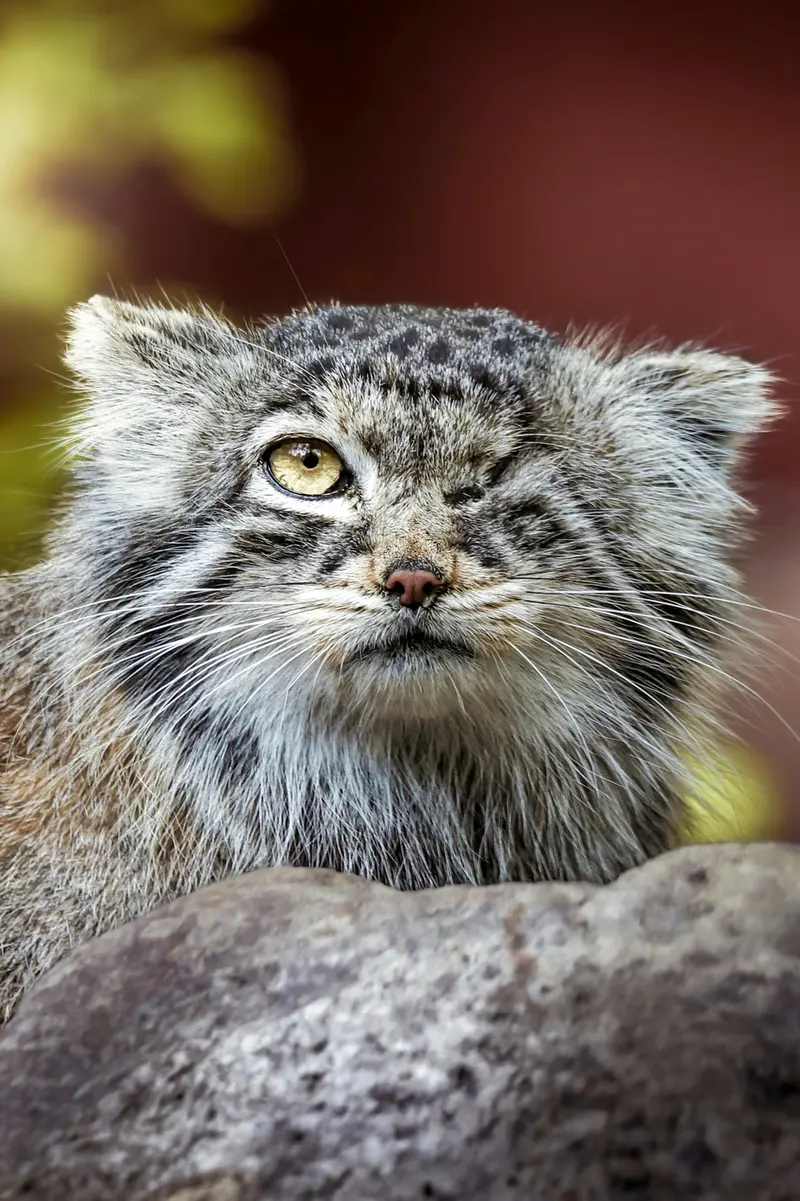 ポズナン新動物園のボジェンカの写真