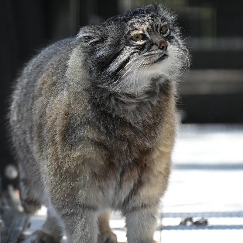 旭山動物園のグルーシャの写真