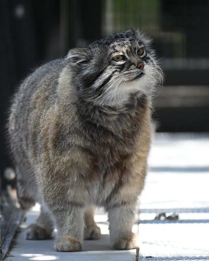 旭山動物園のグルーシャの写真