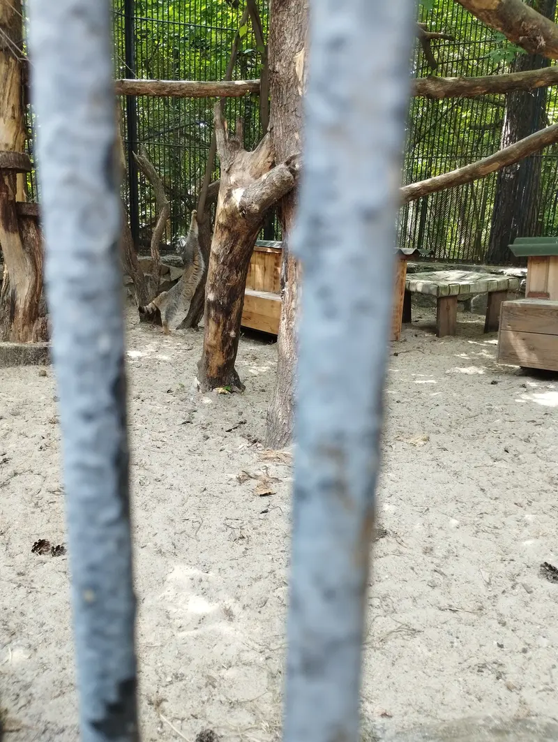 ノヴォシビルスク動物園のマヌルネコの写真