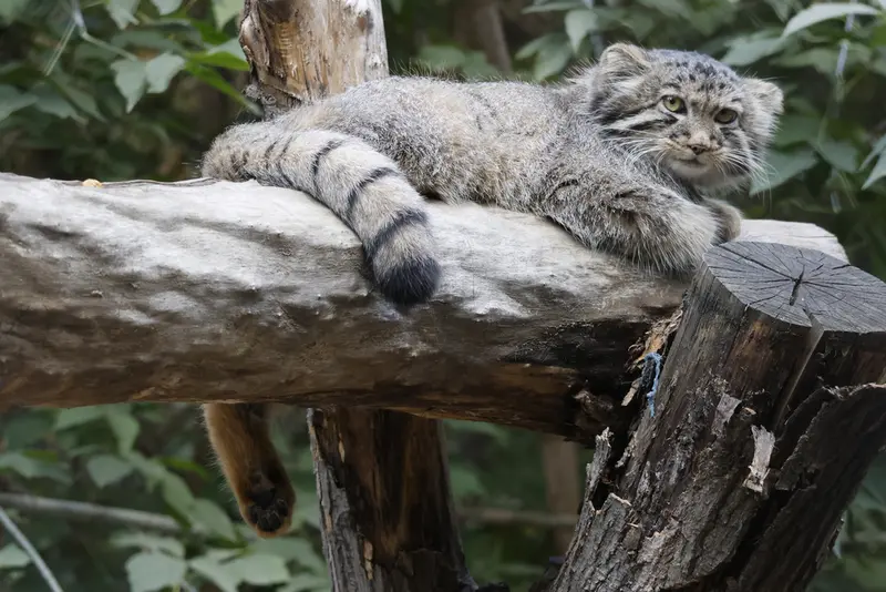 ノヴォシビルスク動物園のマヌルネコの写真