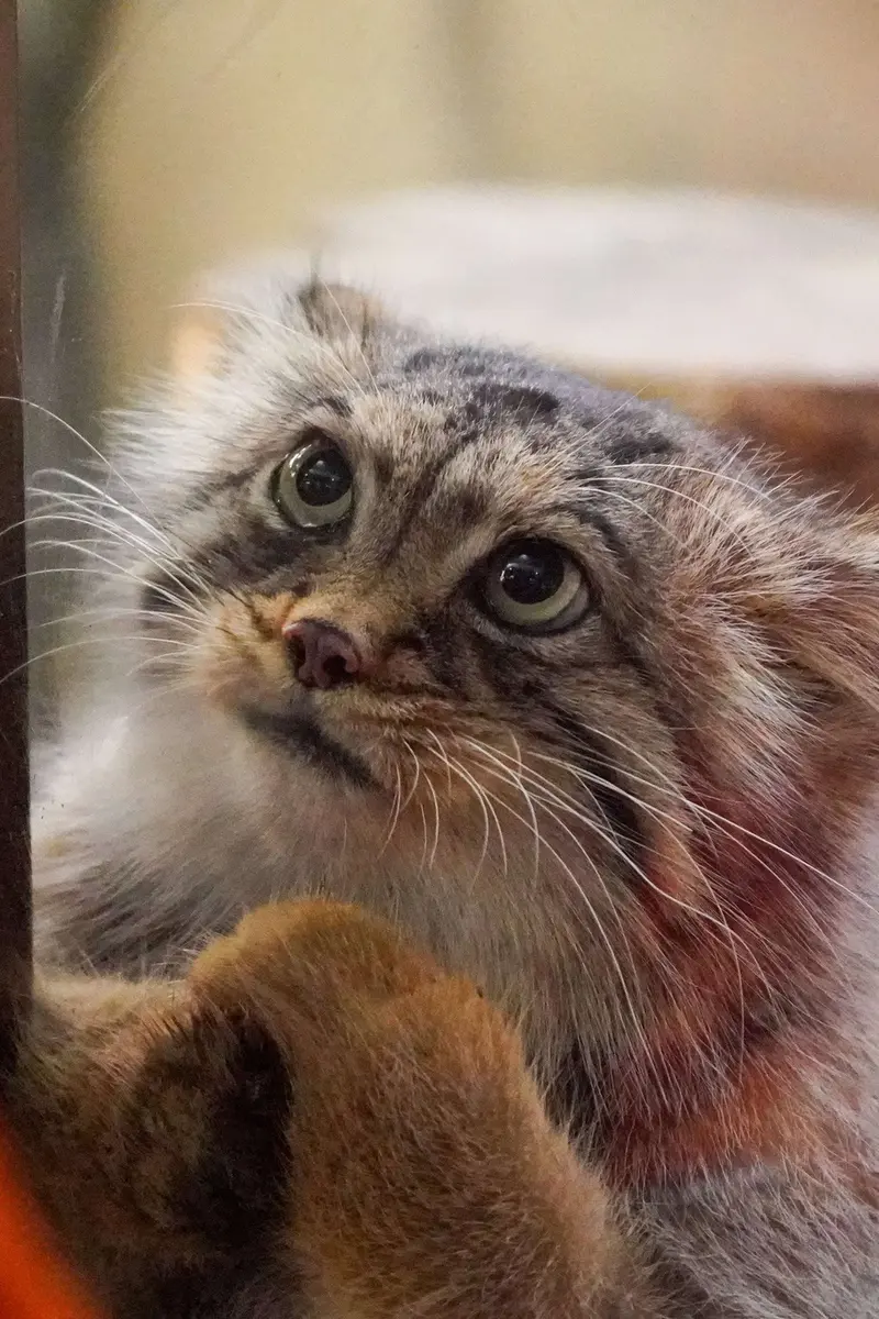 マヌルネコの写真