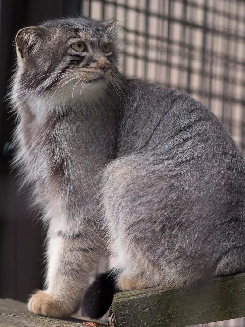 旭山動物園のヒデの写真