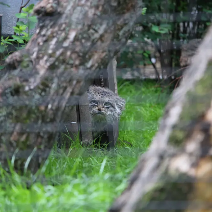 ワルシャワ動物園のジェシーの写真