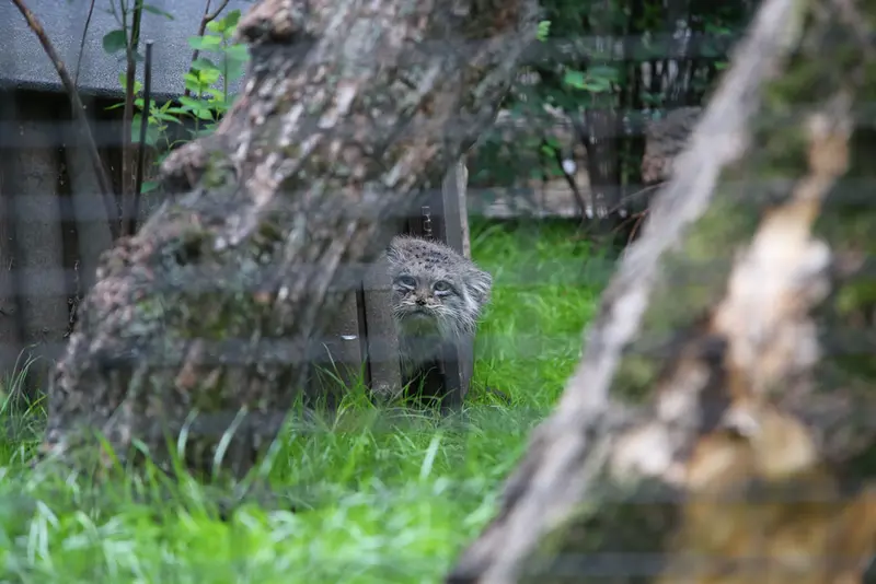 ワルシャワ動物園のジェシーの写真
