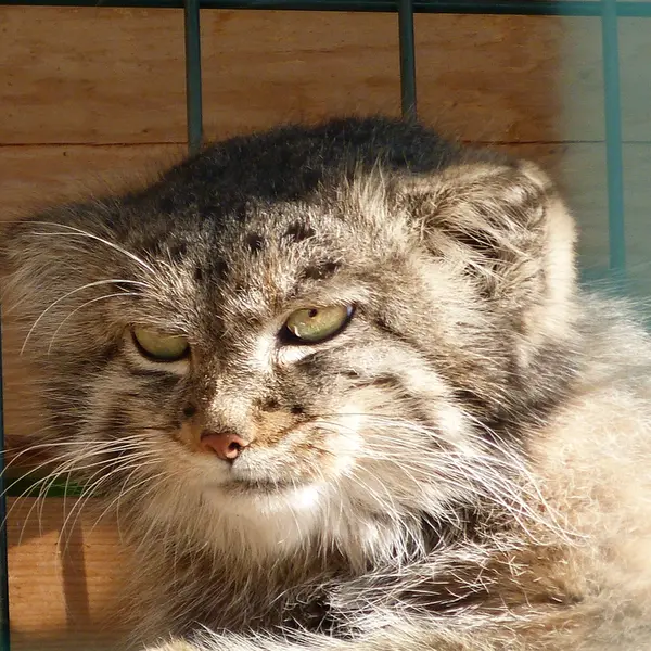 バルナウル動物園「レースナヤ・スカースカ」のペペの写真
