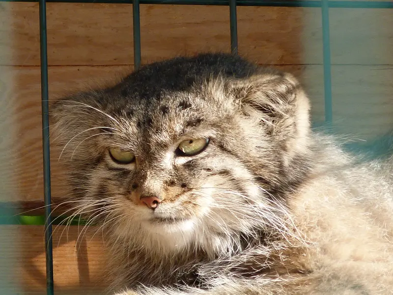 バルナウル動物園「レースナヤ・スカースカ」のペペの写真