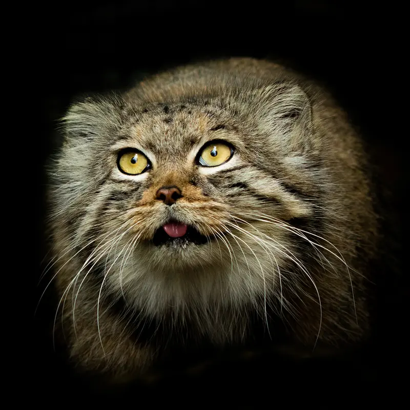 ビッグ・キャット・サンクチュアリのカラの写真