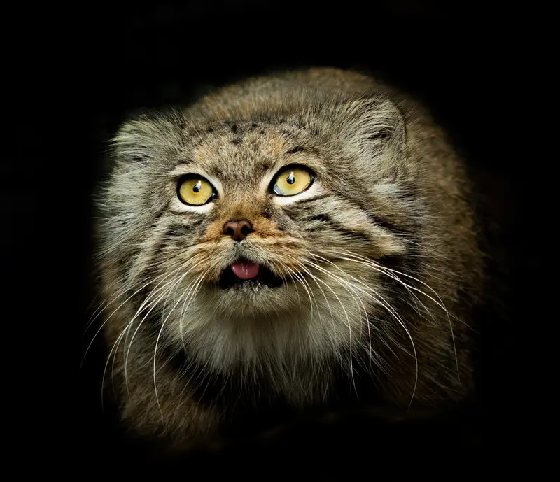 ビッグ・キャット・サンクチュアリのカラの写真