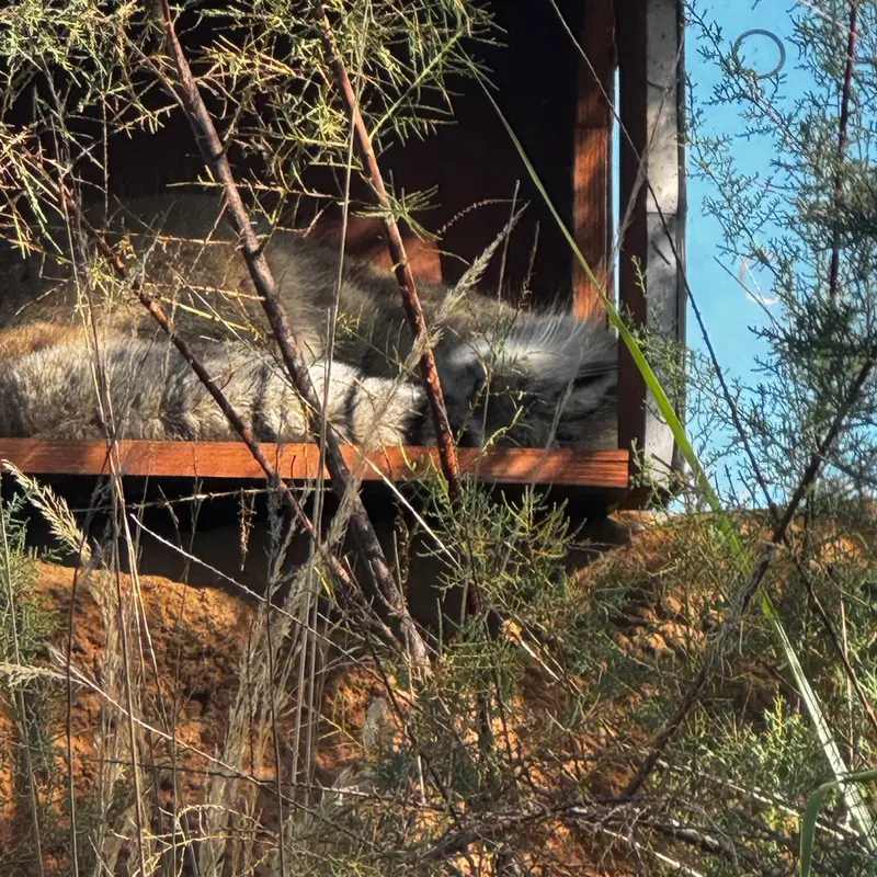 プラハ動物園のスパイの写真