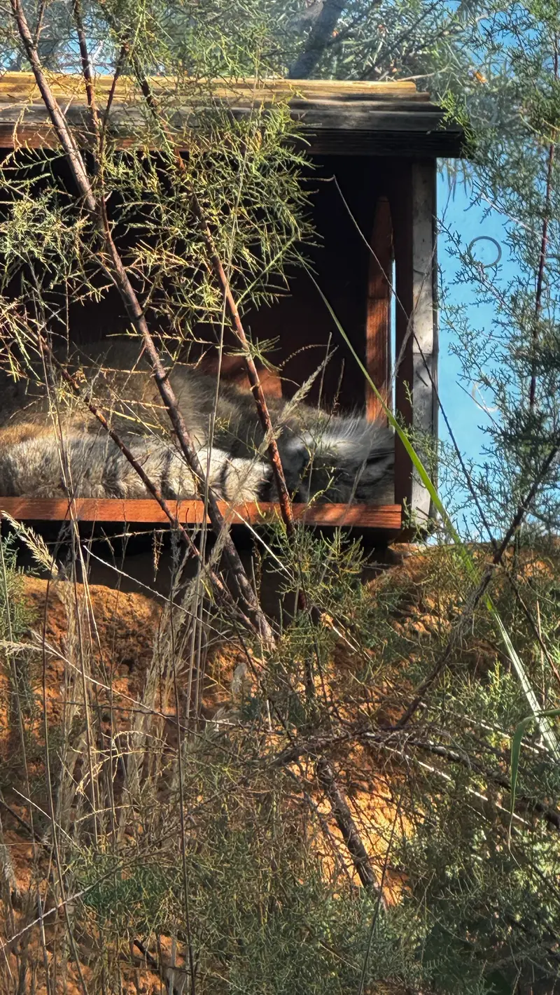 プラハ動物園のスパイの写真