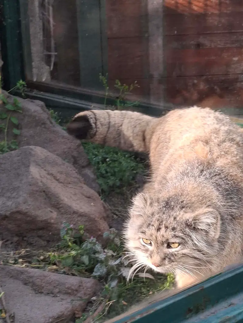 ブダペスト動物園・植物園のボフスの写真