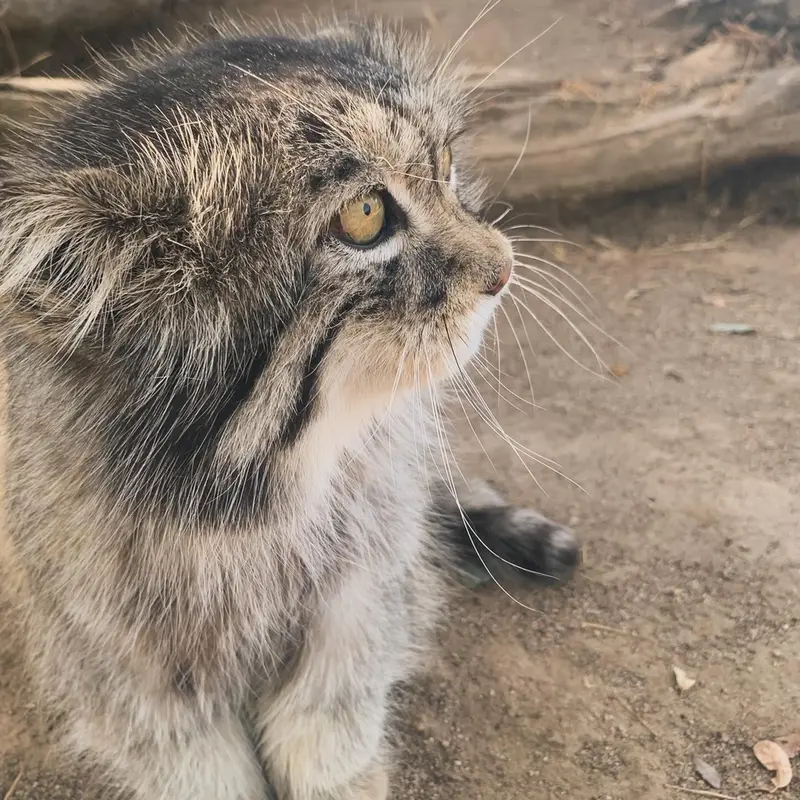 プロジェクト・サバイバルズ・キャット・ヘイブンのガラブの写真