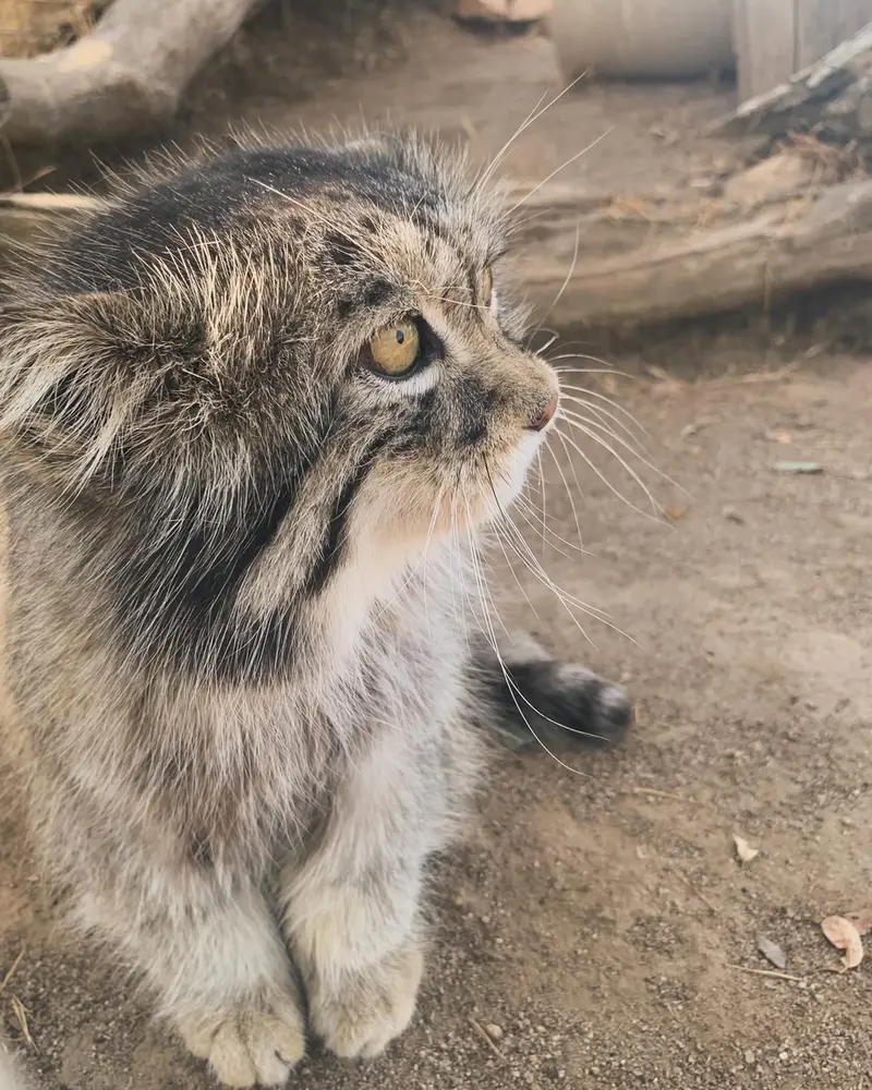 プロジェクト・サバイバルズ・キャット・ヘイブンのガラブの写真