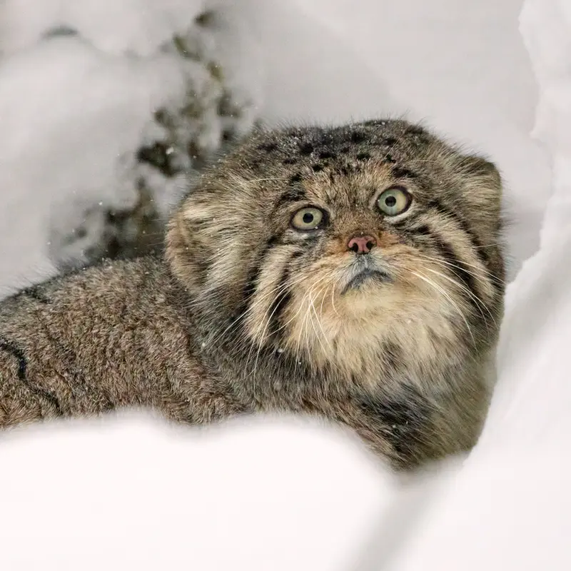 希少動物繁殖センターのイノケンティの写真