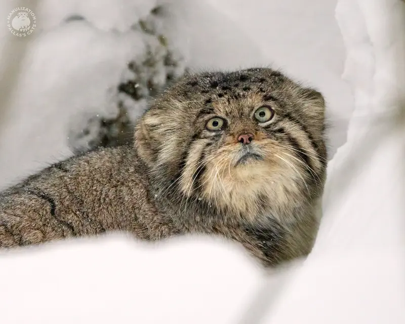 希少動物繁殖センターのイノケンティの写真