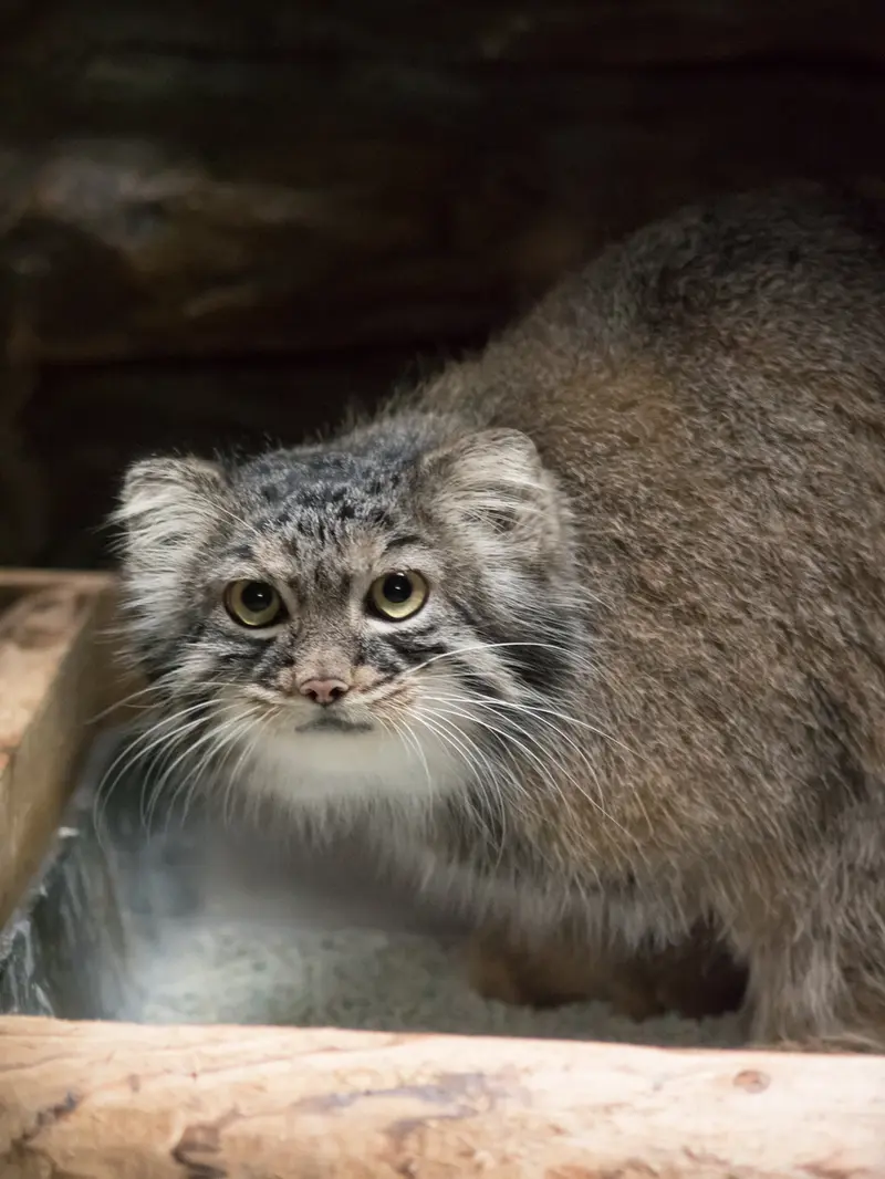 恩賜上野動物園のサフランの写真