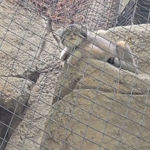 シンシナティ動物園のマヌルネコの写真