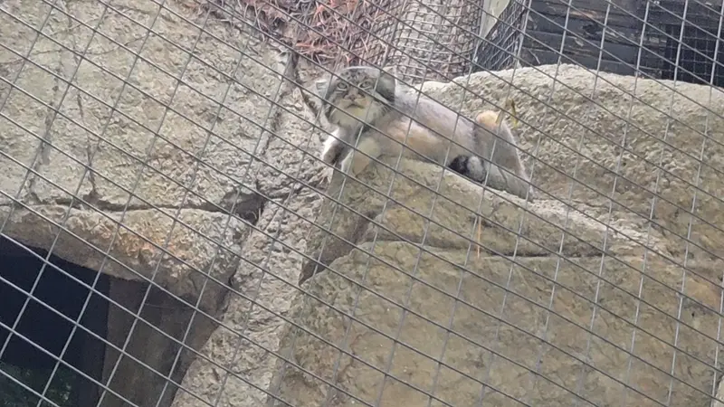 シンシナティ動物園のマヌルネコの写真