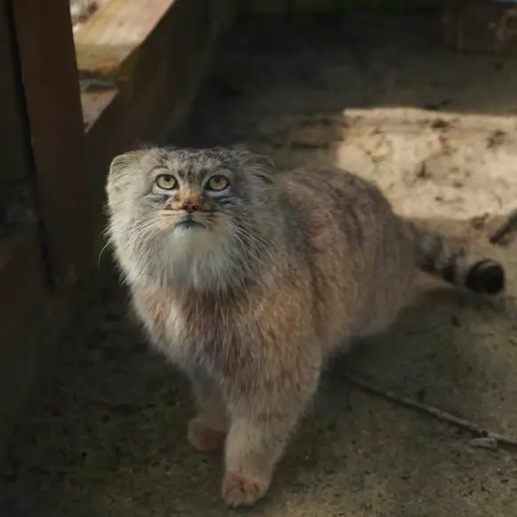 コシツェ動物園のアイセンの写真