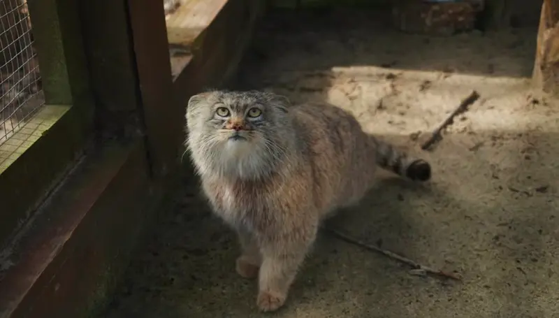 コシツェ動物園のアイセンの写真