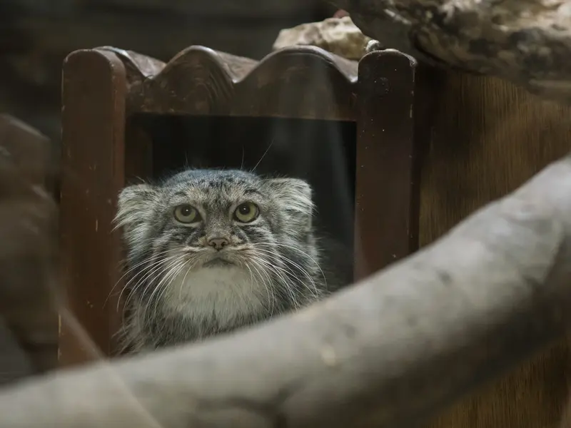 恩賜上野動物園のサフランの写真