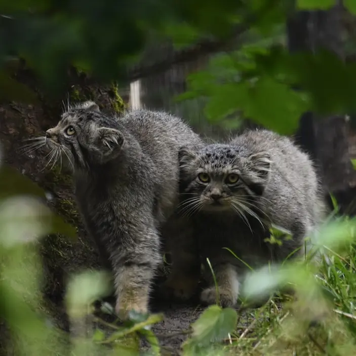 グダニスク動物園のサヤンの写真