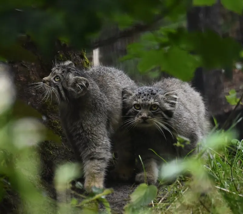 グダニスク動物園のサヤンの写真