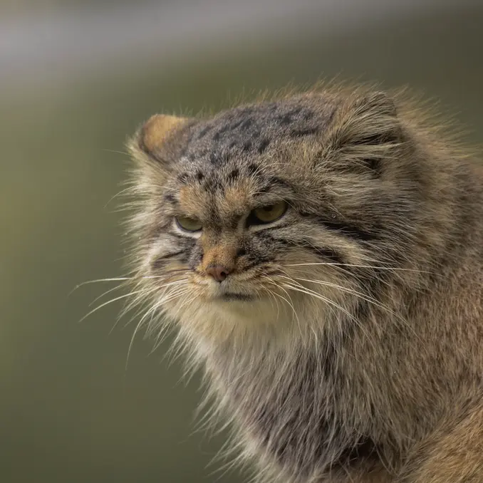 パルケン動物園のアグネタの写真