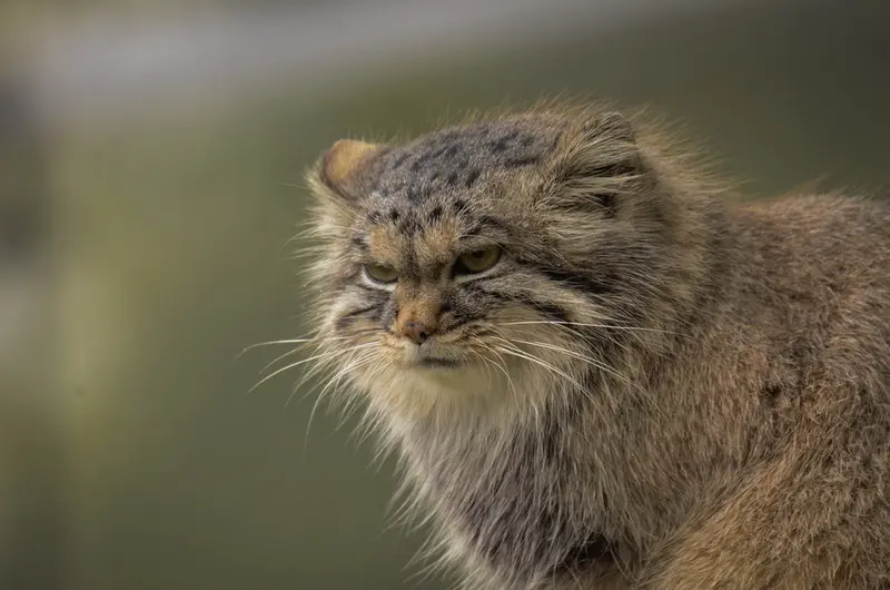 パルケン動物園のアグネタの写真