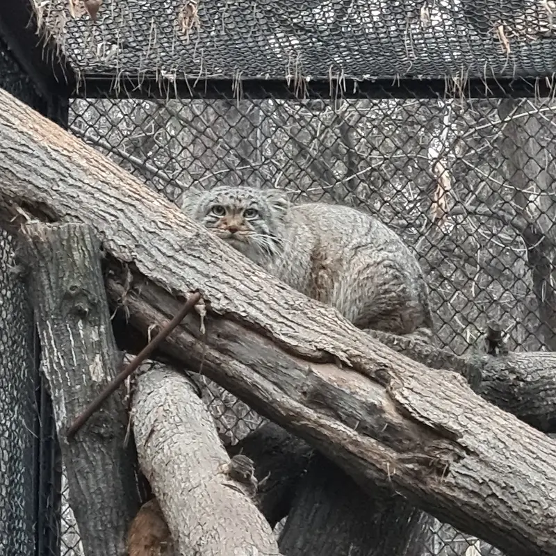 ノヴォシビルスク動物園のアールの写真