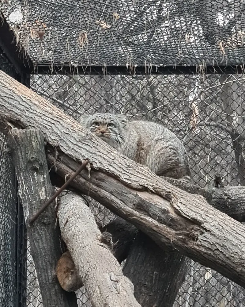 ノヴォシビルスク動物園のアールの写真