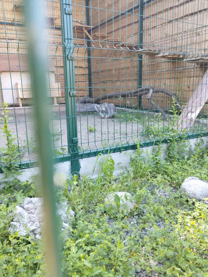 バルナウル動物園「レースナヤ・スカースカ」のチップの写真