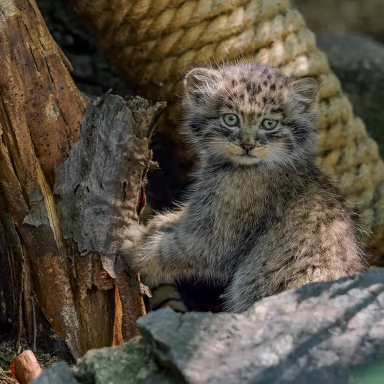 ブルノ動物園のマヌルネコの写真