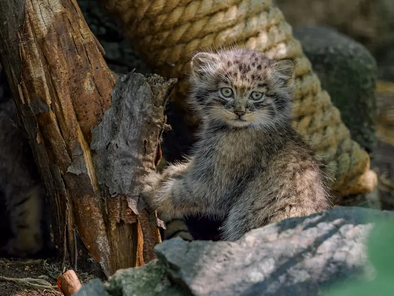 ブルノ動物園のマヌルネコの写真