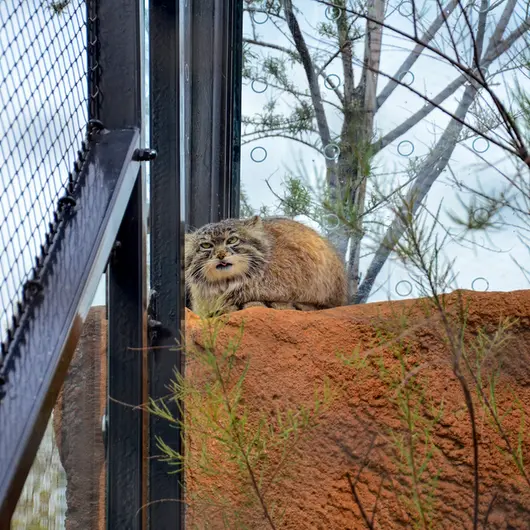 プラハ動物園のスパイの写真