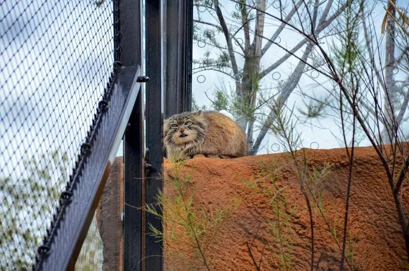 プラハ動物園のスパイの写真