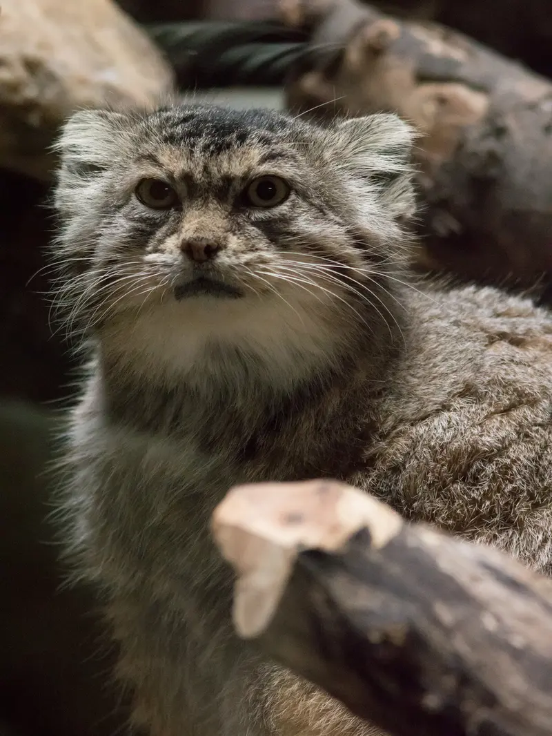 恩賜上野動物園のプリームラの写真