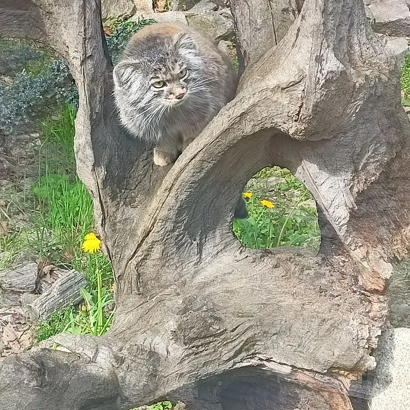ヴロツワフ動物園のマヌルネコの写真