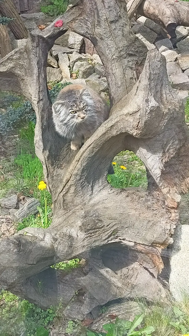 ヴロツワフ動物園のマヌルネコの写真