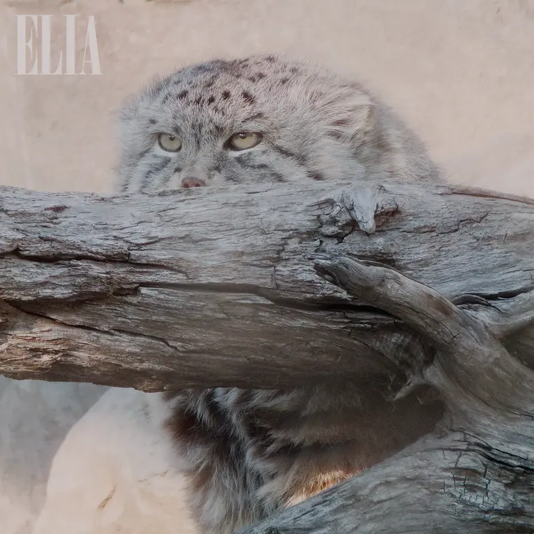 カルガリー動物園 / ワイルダー研究所のオラフの写真