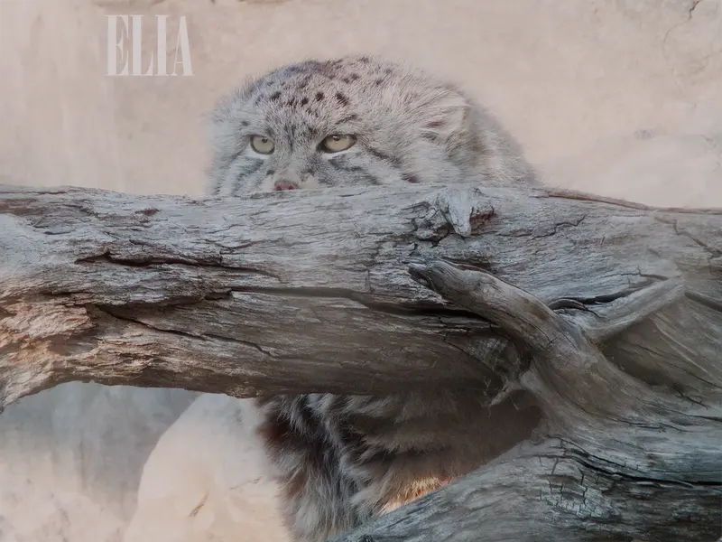 カルガリー動物園 / ワイルダー研究所のオラフの写真