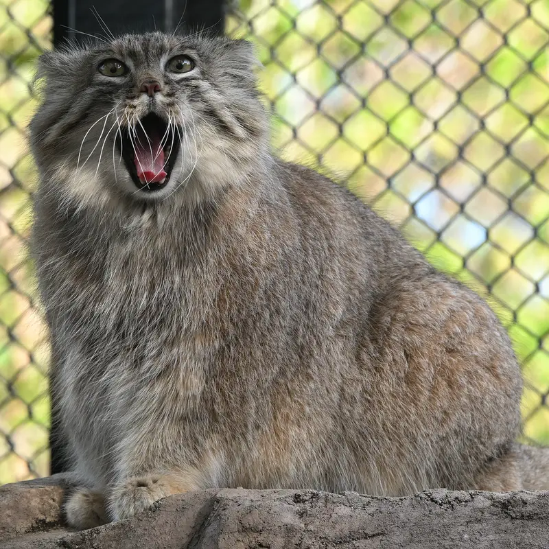 埼玉県こども動物自然公園のオリーヴァの写真