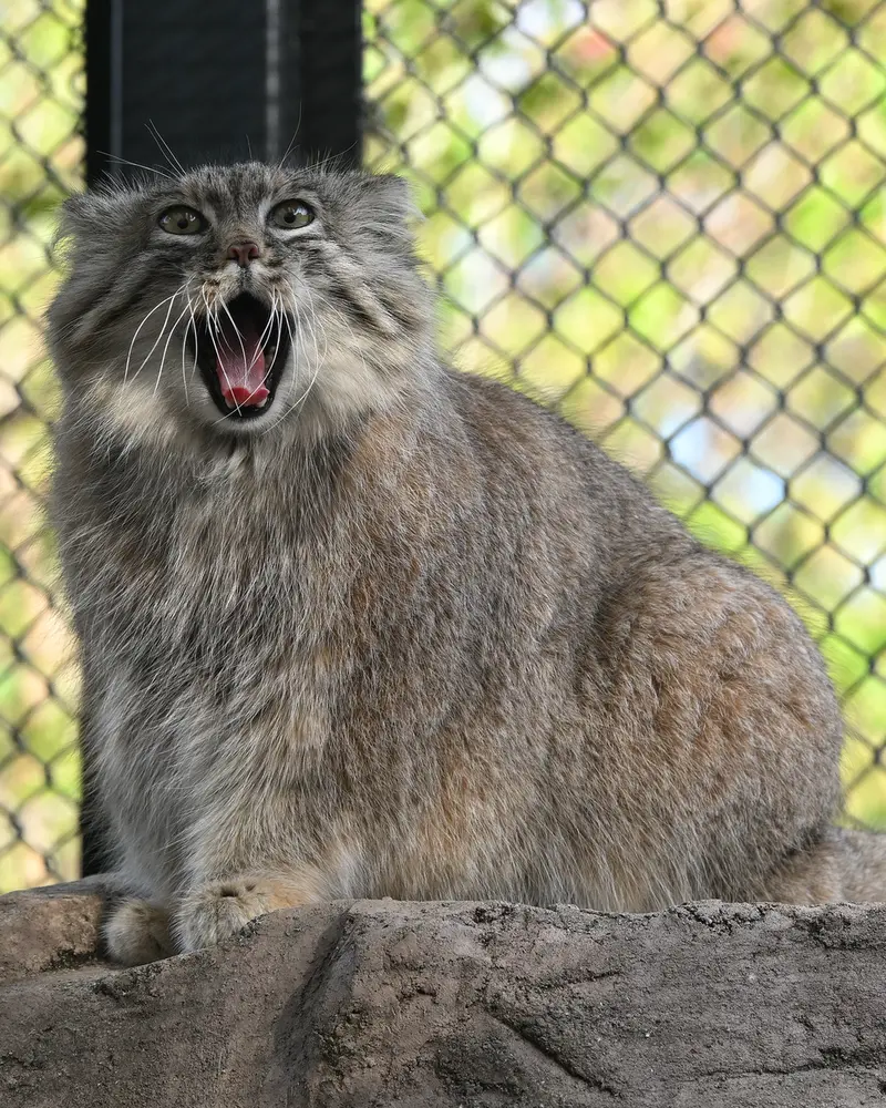 埼玉県こども動物自然公園のオリーヴァの写真