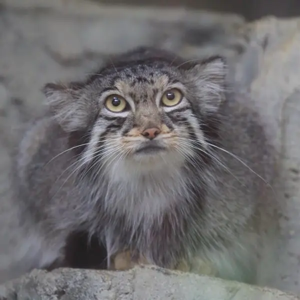 東山動植物園のハニーの写真