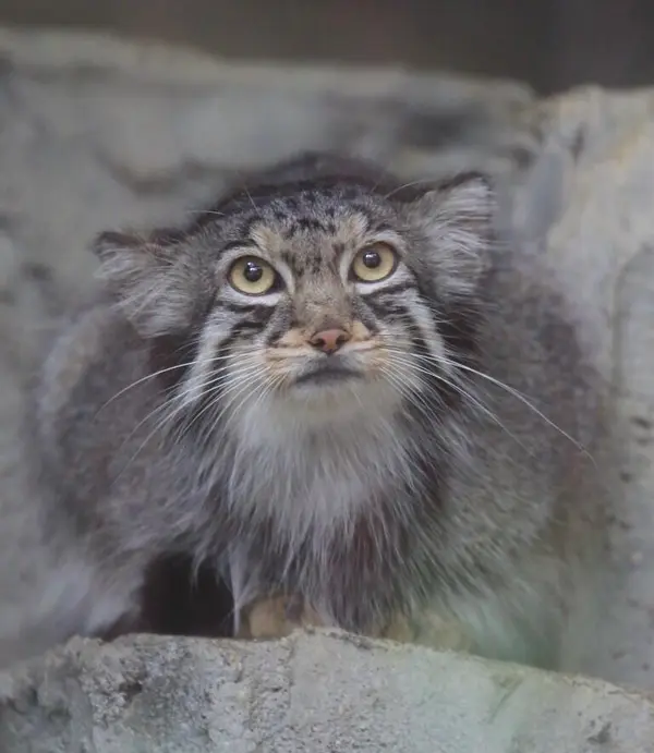 東山動植物園のハニーの写真