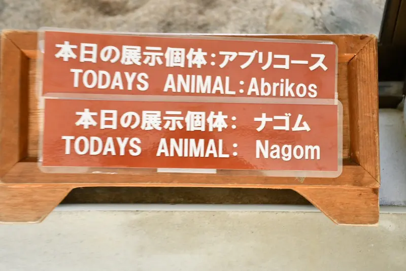 那須どうぶつ王国のマヌルネコの写真