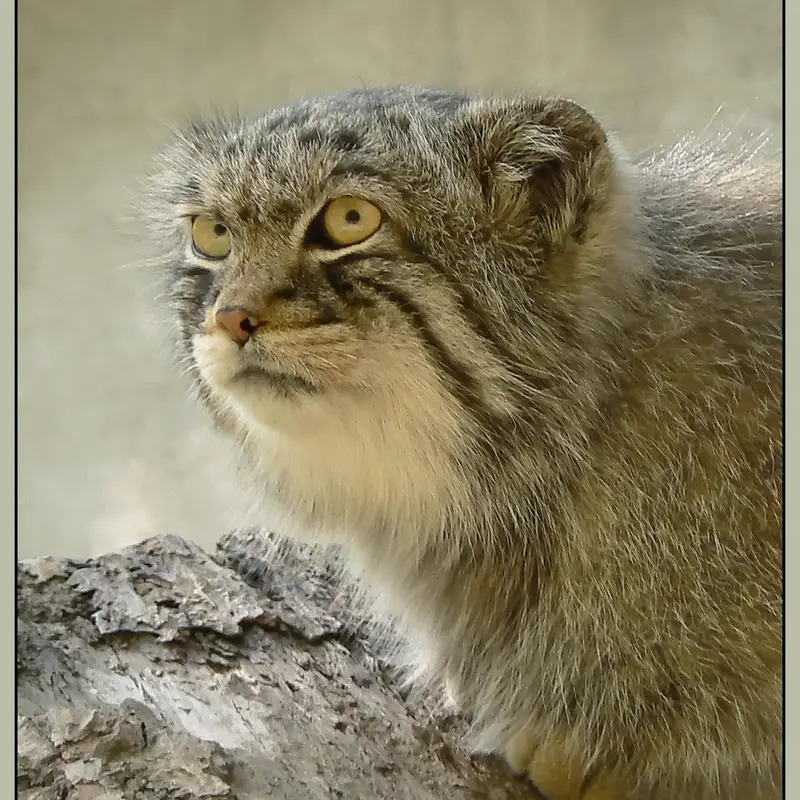 ミュルーズ動物学・植物公園のウラルの写真