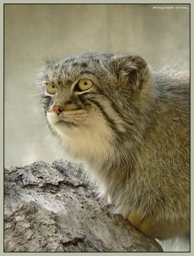 ミュルーズ動物学・植物公園のウラルの写真