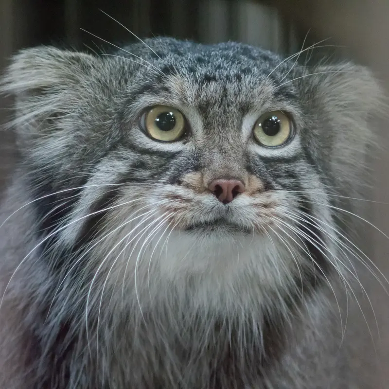 野毛山動物園のフィーガの写真